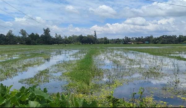গোপালপুরে জলাবদ্ধতায় অনাবাদি শত শত বিঘা কৃষিজমি, দিশেহারা কৃষক