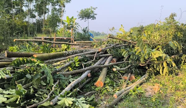 দেবীদ্বারে স্কুল প্রতিষ্ঠার নামে ভূমি দখল ও শতাধিক গাছ কেটে ফেলার অভিযোগ