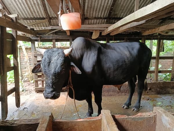 রাজাপুরে ঈদের আকর্ষণ ১০ লাখ টাকার ‘ব্লাক ডায়মন্ড’