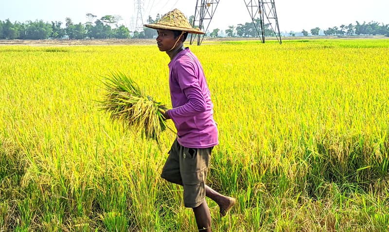 মৌলভীবাজারে বোরো ধানের বাম্পার ফলন, ন্যায্য দাম নিয়ে শঙ্কা কৃষকদের