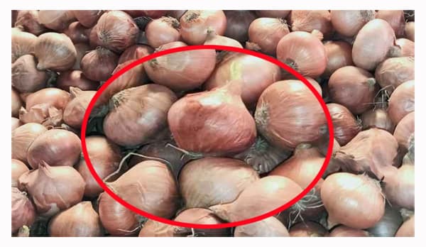 ভারত থেকে আমদানির খবরে কমেছে দেশি পেঁয়াজের দাম