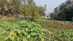 সরাইলে কচুরিপানায় ঢেকে গোয়ালপুকুরে বাড়ছে স্বাস্থ্যঝুঁকি 