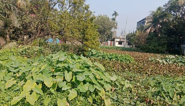 সরাইলে কচুরিপানায় ঢেকে গোয়ালপুকুরে বাড়ছে স্বাস্থ্যঝুঁকি 