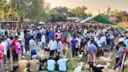 শ্রীমঙ্গলের ভৈরব বাজারে প্রাণীর মেলা, শতবর্ষের ঐতিহ্য জিইয়ে রাখছে গ্রামীণ হাট