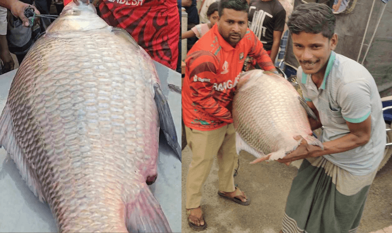 পদ্মায় দুই জেলের জালে ধরা দুই কাতল মাছ, বিক্রি ৯৫ হাজার টাকায়