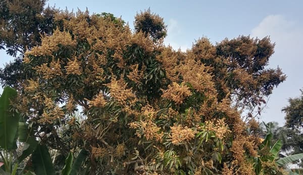 গোয়ালন্দে গাছে গাছে আমের মুকুল, সৌরভ ছড়াচ্ছে বাতাসে 