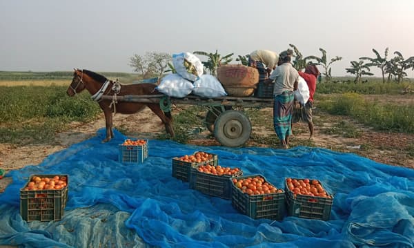 চরাঞ্চলে ঘোড়ার গাড়িতে ফসল পরিবহন, দুর্ভোগ কমেনি কৃষকের 
