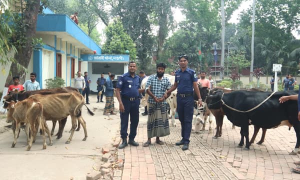 বগুড়ায় বিএনপি নেতার গোয়ালঘর থেকে ১৩টি চোরাই গরু উদ্ধার