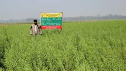 উলিপুরে সরিষার বাম্পার ফলনে কৃষকের মুখে হাসি 