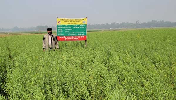 উলিপুরে সরিষার বাম্পার ফলনে কৃষকের মুখে হাসি 