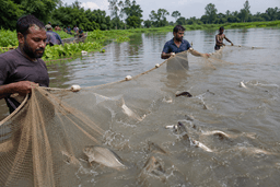 নিষিদ্ধ চায়না দুয়ারী জালে কমছে দেশীয় মাছ
