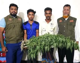 ঝালকাঠিতে ভুট্টা ক্ষেতে গাঁজার চাষ, ডিবি’র অভিযানে দুই যুবক আটক
