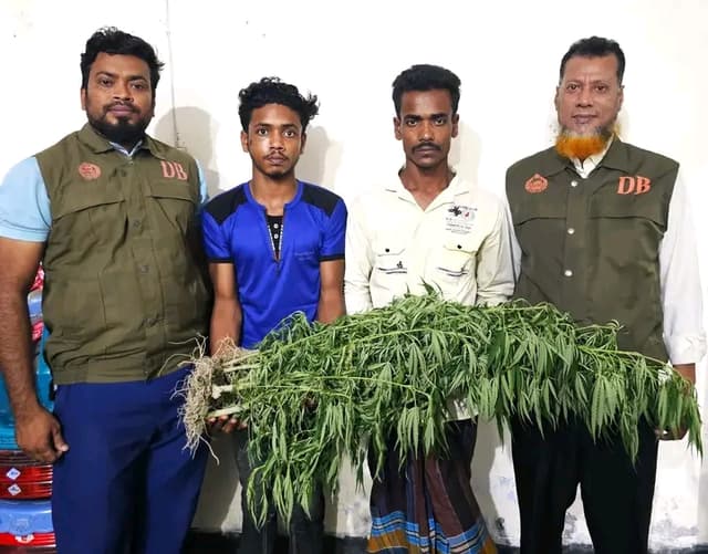 ঝালকাঠিতে ভুট্টা ক্ষেতে গাঁজার চাষ, ডিবি’র অভিযানে দুই যুবক আটক