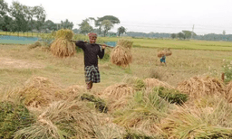 বৃষ্টিতে ব্যাহত বোরোধান কাটা, শঙ্কায় কৃষক