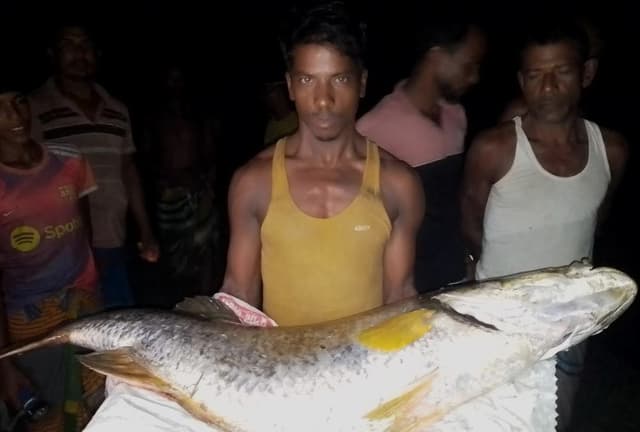 কোরাল মাছ বিক্রি হলো ২৬ হাজার টাকায় নোয়াখালী মেঘনায়