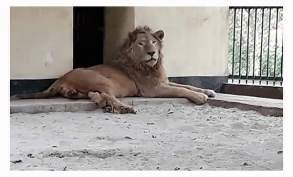 মিরপুর চিড়িয়াখানার খাঁচা থেকে বেরিয়ে গেছে সিংহ, দর্শনার্থীরা নিরাপদে