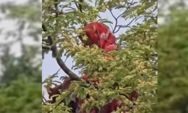 আবারও তেঁতুল গাছে নারী, বারবার একই ঘটনায় রহস্য