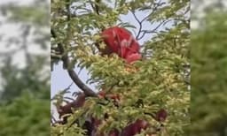 আবারও তেঁতুল গাছে নারী, বারবার একই ঘটনায় রহস্য