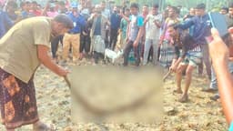 ভূরুঙ্গামারীতে জারুল গাছে আট ফুটের অজগর, উদ্ধারে বন বিভাগ