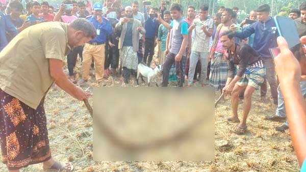 ভূরুঙ্গামারীতে জারুল গাছে আট ফুটের অজগর, উদ্ধারে বন বিভাগ