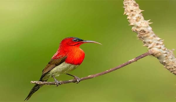 সাতছড়ি উদ্যানে দেখা মিলল বিরল সিঁদুরে মৌটুসি পাখির