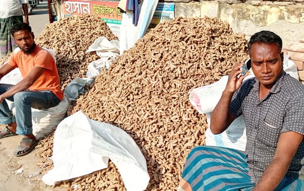 ফলনেও ভালো, দামেও খুশি পাঁচবিবির হলুদ চাষিরা 