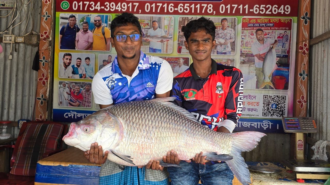 পদ্মার কাতল মাছ ৩৯ হাজারে বিক্রি, হুলস্থুল দৌলতদিয়ায়