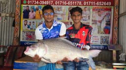 পদ্মার কাতল মাছ ৩৯ হাজারে বিক্রি, হুলস্থুল দৌলতদিয়ায়