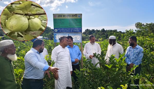 গোল্ডেন পেয়ারায় বদলাচ্ছে জুড়ীর পতিত জমির অর্থনীতি