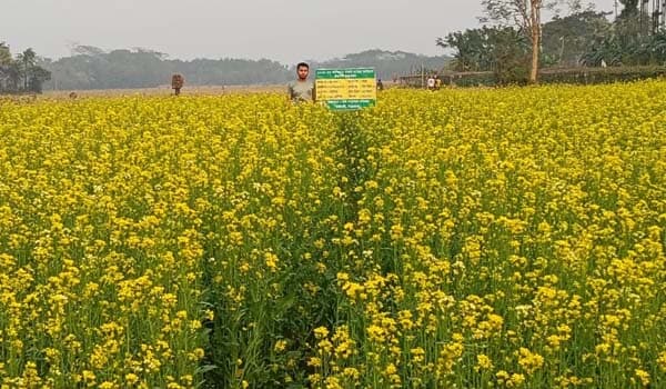 কাউখালীতে সরিষার বাম্পার ফলনে কৃষকের মুখে হাসি 