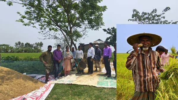 বাম্পার ফলনেও শঙ্কায় মৌলভীবাজারের বোরো চাষিরা, জ্বালানি ও মজুত সংকট 