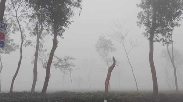 তীব্র শীতে বিপর্যস্ত চায়ের রাজধানী মৌলভীবাজার, জনজীবনে ছন্দপতন