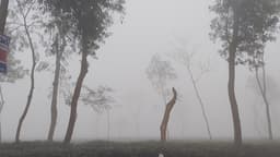 তীব্র শীতে বিপর্যস্ত চায়ের রাজধানী মৌলভীবাজার, জনজীবনে ছন্দপতন