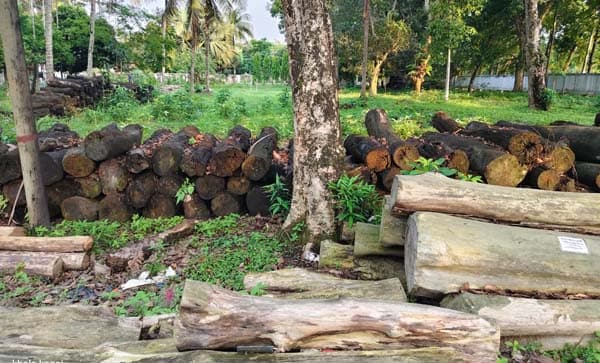 মৌলভীবাজারে অযত্নে নষ্ট হচ্ছে জব্দ বিপুল বনজ কাঠ, রাজস্ব হারাচ্ছে সরকার