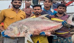 কুয়াকাটায় ধরা পড়লো প্রায় দেড় মণ ওজনের বিশাল তবল মাছ