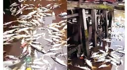 ছাত্রদল নেতার পুকুরে বিষ ঢেলে সর্বনাশ! ১০ লাখ টাকা ক্ষতি