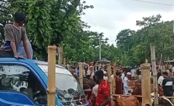 সরাইলে কোরবানি পশু, আশ্বস্ত প্রাণিসম্পদ দপ্তর