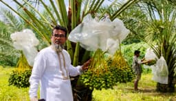 খাগড়াছড়ির পাহাড়ে মরুভূমির খেজুর চাষে সফলতা, বছরে আয় ৭ লাখের বেশি