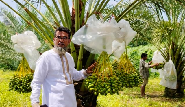 খাগড়াছড়ির পাহাড়ে মরুভূমির খেজুর চাষে সফলতা, বছরে আয় ৭ লাখের বেশি