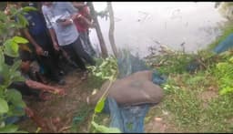 কুকুরের লাশ ঘিরে লাশের গুঞ্জন, কোম্পানীগঞ্জে চাঞ্চল্য