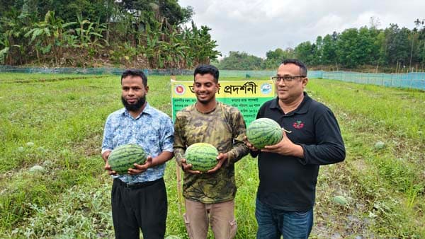 জুড়ীতে হলুদ তরমুজে কৃষিতে নতুন সম্ভাবনা, গণমাধ্যমকর্মীর সাফল্য