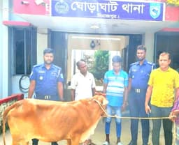 চালকের বুদ্ধিতে ধরা খেল গরু চোর, চাঞ্চল্য ঘোড়াঘাটে
