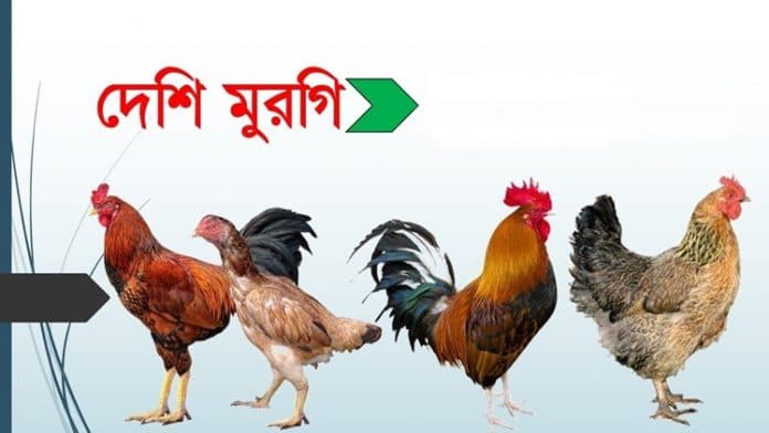 মুরগি খাদকদের মাথায় হাত একদিনে ১০ টাকা বাড়ল মুরগির দাম