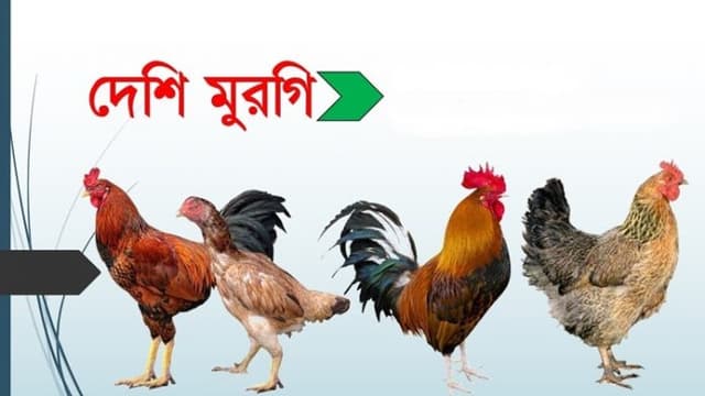 মুরগি খাদকদের মাথায় হাত একদিনে ১০ টাকা বাড়ল মুরগির দাম