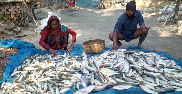 আশাশুনিতে বিষ প্রয়োগে দু’লক্ষাধিক   টাকার মাছ নিধন
