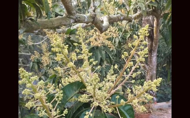 কালিগঞ্জে গাছে গাছে শোভা ছড়াচ্ছে আমের স্বর্ণালি মুকুল