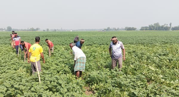 পাঁচবিবিতে লাভের স্বপ্ন দেখছেন আলু চাষিরা