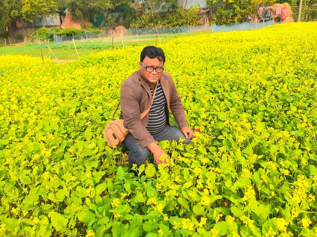 সরাইলের বিস্তৃর্ণ ফসলের মাঠে এখন হলুদের ঢেউ