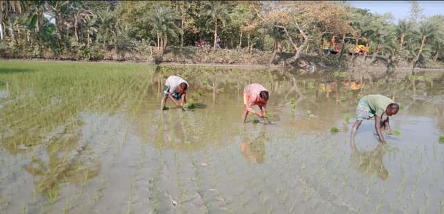 আশাশুনির বুধহাটায় লোগো ও লাইন পদ্ধতি ধান রোপন