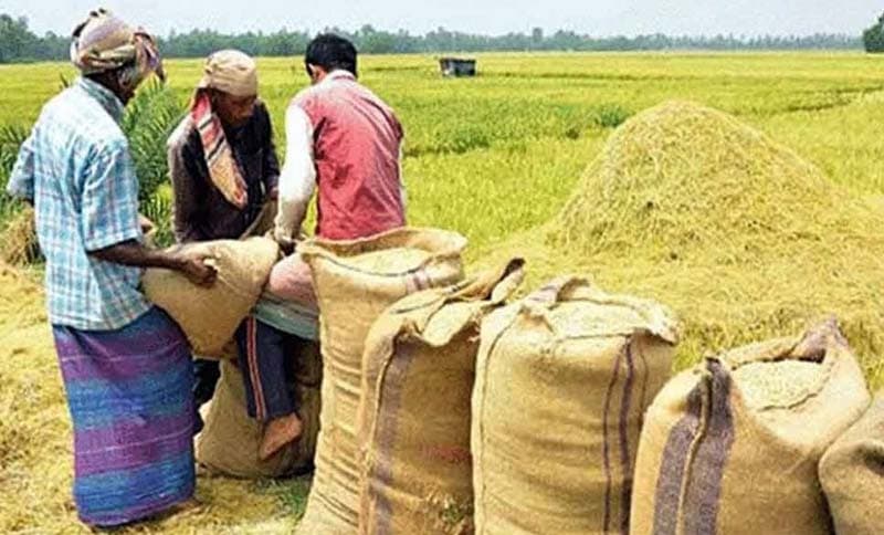 সিলেটে আমন ধান ও চাল সংগ্রহের লক্ষ্যমাত্রা অর্জনে সংশয়